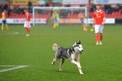 WATCH: Stray dog's pitch invasion stops play in FIFA U-17 World Cup opener between New Zealand and Turkey