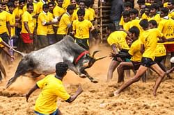 Tamil Nadu set to welcome Jallikattu Premier League