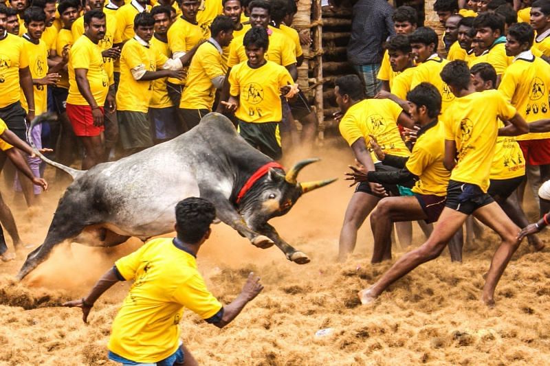 People trying to tame a bull in Jallikattu