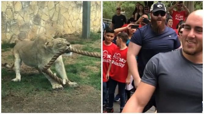 Watch: 3 WWE Wrestlers take on a Lion Cub, Who wins?