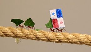 FIFA WC: Leaf Cutter ants predict the outcome of the match between England and Panama