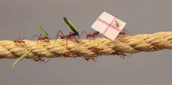 Leaf cutter ants predict England outcome