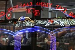 AP PHOTOS: Macau dog track closure prompts adoption pleas