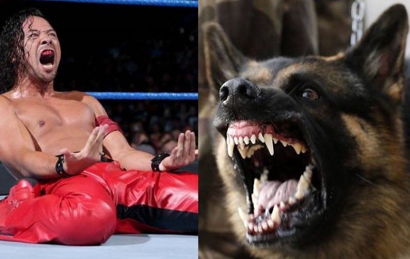 Shinsuke Nakamura was bitten by a police dog earlier this week