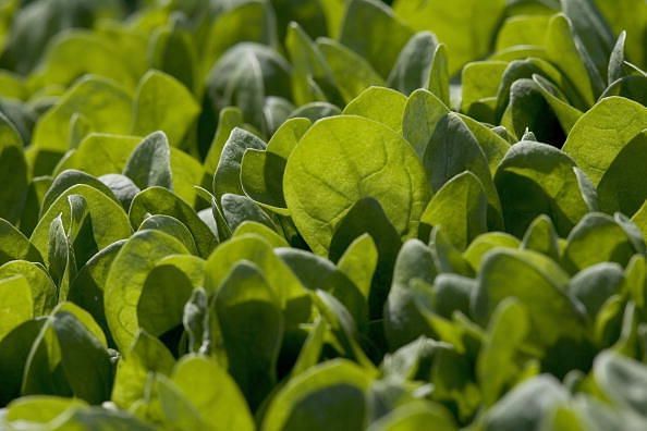 Spinach Growers Tally Losses As E. Coli Investigation Continues