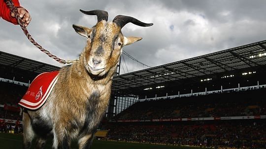 The Legend Of Hennes The Fc Koln Mascot