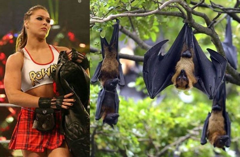 WWE Superstar Ronda Rousey had a hilarious reaction to the bat invading Monday Night RAW