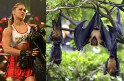 WWE News: "Bat" invades Monday Night RAW, Ronda Rousey reacts in real-time