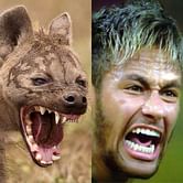 Top 5 attacking footballers and their wildlife equivalents