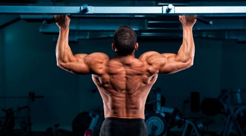 The back is one of the major muscle groups of the human body