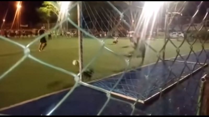 Dachshund saves Penalty!