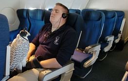 Air Force mascot falcon improving after injury at West Point