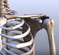 The shoulder joint is tilted 30 to 40 degrees in front