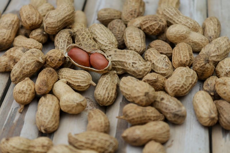 Peanuts are a rich source of protein