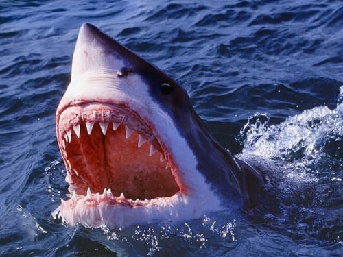 Did you know that Sharks were supposed to play a big part in the UFC?