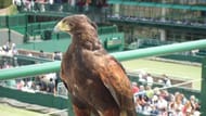 Rufus the Harris Hawk