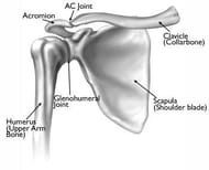 Shoulder joint anatomy