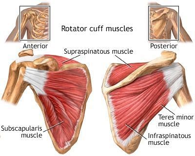 Rotator Cuff muscles