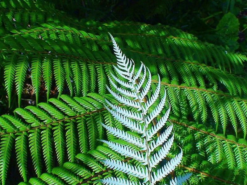 Silver fern Leaf