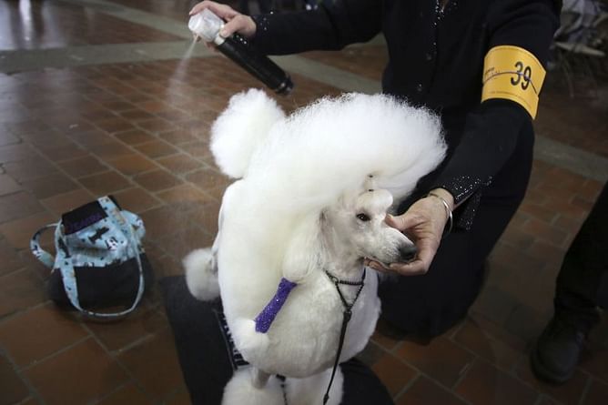 The Latest: A schipperke wins Westminster nonsporting group