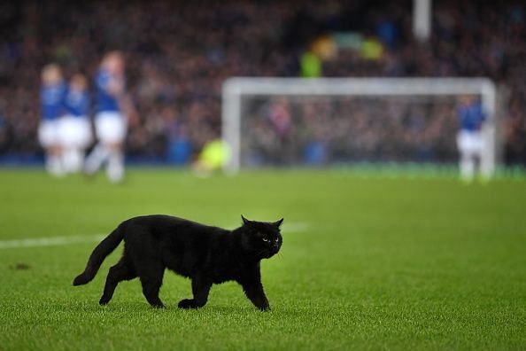 A cat appears halfway through Everton&#039;s clash with Wolves