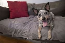 Dog DNA testing takes off, and generates debate
