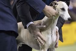 Win it for Vivi! Whiskey the whippet revs up for Westminster