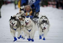 Image issues hound start of Alaska's Iditarod sled dog race
