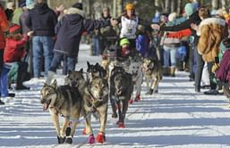 Big crowds cheer kick off of Alaska's famed Iditarod race