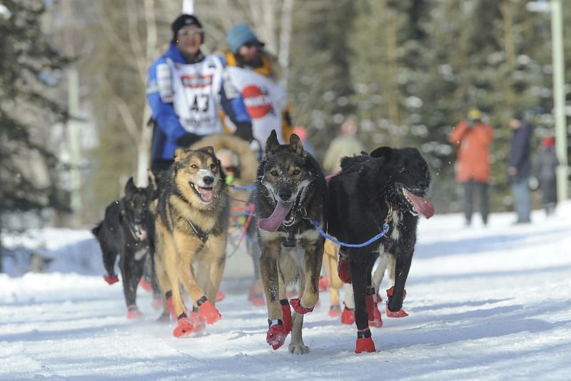 Alaska musher leads in the early stage of the Iditarod