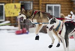 European mushers, Alaskan battling for Iditarod lead