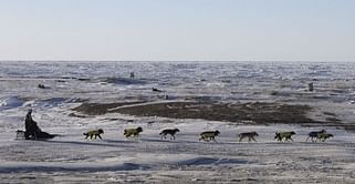 Technology brings rugged Iditarod race to global audience