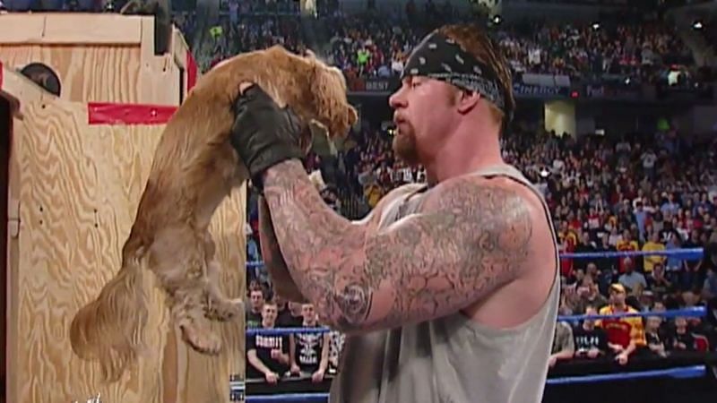 That time &#039;The Big Dog&#039; met a little dog