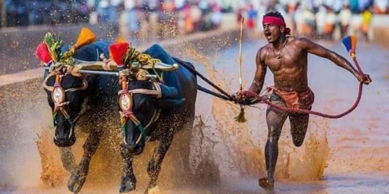 Srinivasa Gowda with his buffaloes in a Kambala race