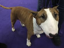Puppy love: Westminster dog at the heart of a human romance