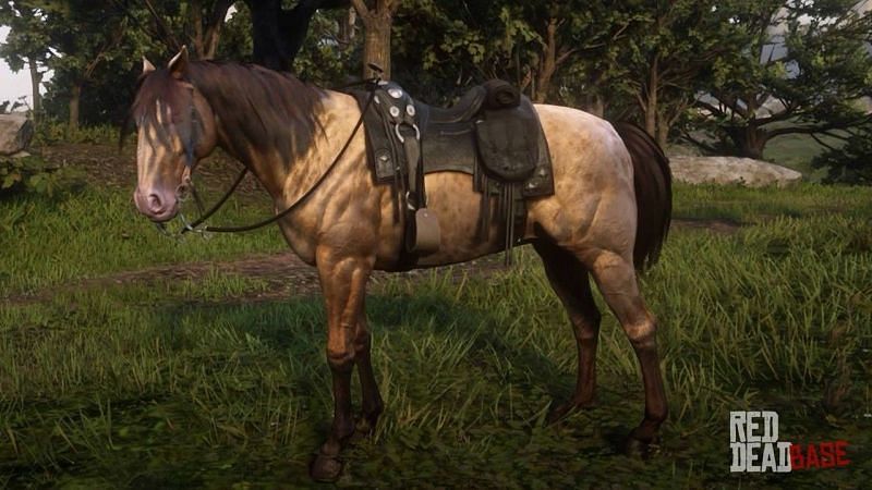 5 best horses in Dead