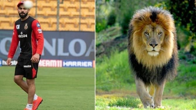 Yuzvendra Chahal addresses Virat Kohli as a lion on World Lion Day