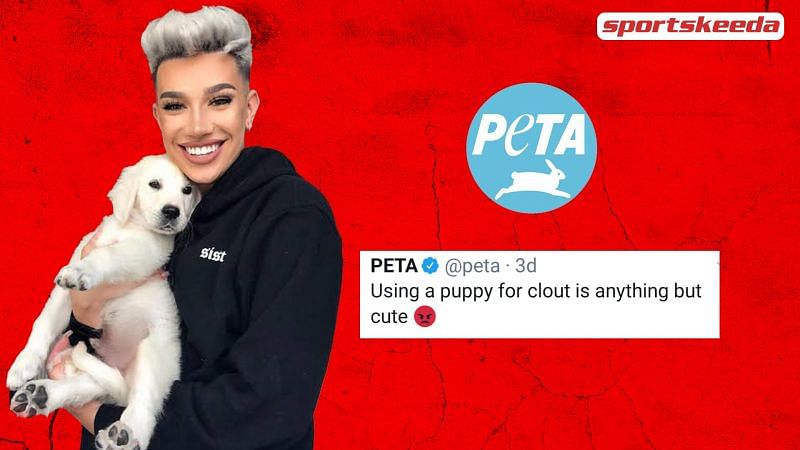 PETA wants James Charles canceled for buying a dog.