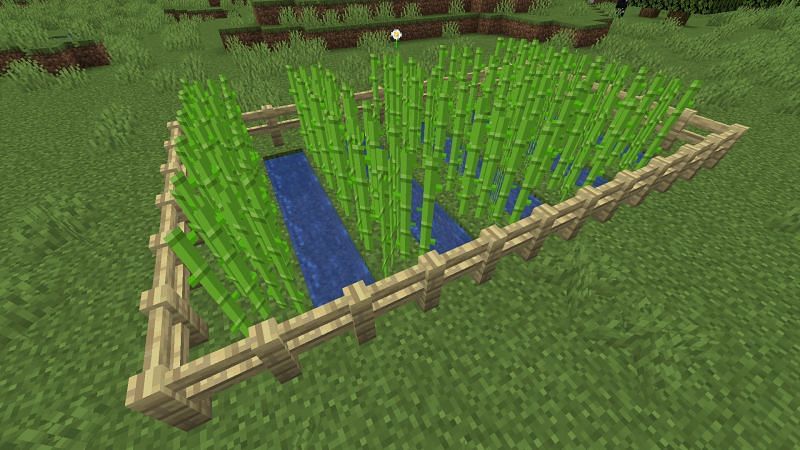 SugarCane image taken from Minecraft