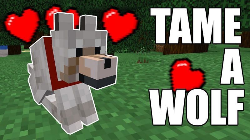 A comprehensive Minecraft guide on how to tame a wolf. (Image via EKGaming/YouTube)