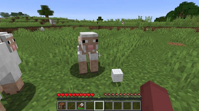 After finding a sheep you can right-click the sheep with the shears to collect the sheeps wool