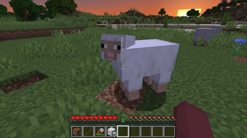 When a sheep eats grass, its wool gets regenerated and grows back