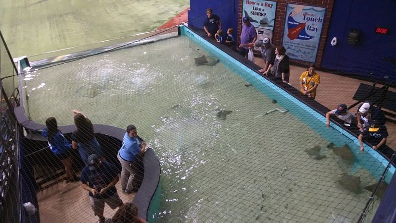 A view of the rays touch tank at Tropicana Field before the game News  Photo - Getty Images