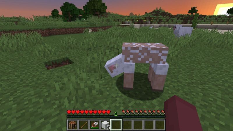 If there are other sheep in the area, you can shear those sheep too