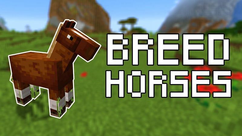 rare horses in minecraft