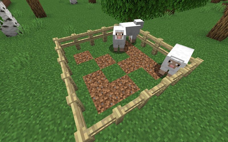 Players can initiate the breeding process for sheep by feeding them wheat (Image via Minecraft)