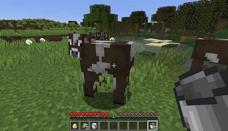 Cow in Minecraft, about to be harvested for milk