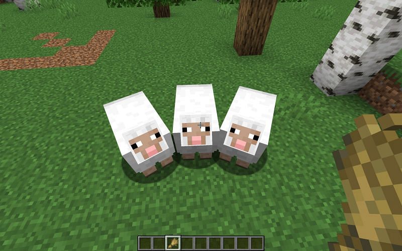 Whenever a player holds wheat, sheep will walk towards them (Image via Minecraft)