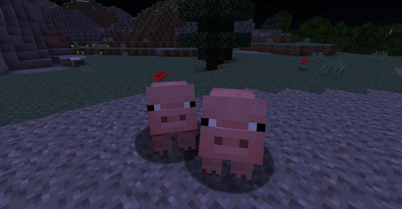 Two pigs in Minecraft (Image via Minecraft) 