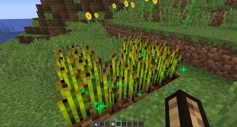 Grown wheat in Minecraft